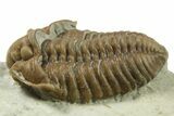 Fossil Trilobite (Calymene breviceps) - Waldron Shale #269913-2